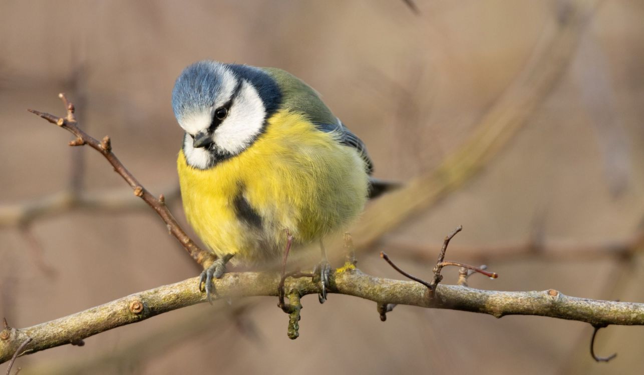 Garden Birds: Winter Survival