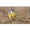 Garden Birds: Winter Survival