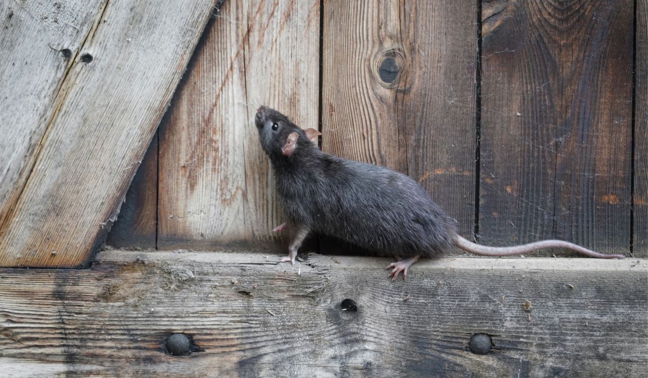 Pest-Proofing Your Shed: How to Store Vulnerable Gear Safely