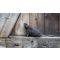 Pest-Proofing Your Shed: How to Store Vulnerable Gear Safely