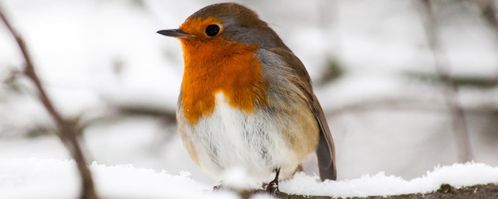 Robin