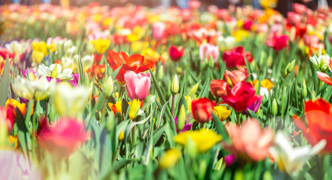 Spring gardening