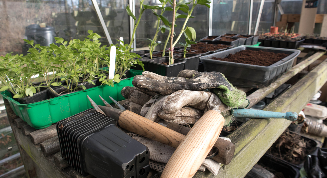 Inside greenhouse