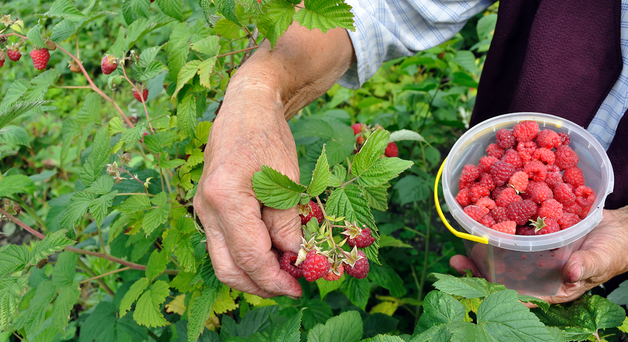 Raspberry harvesting