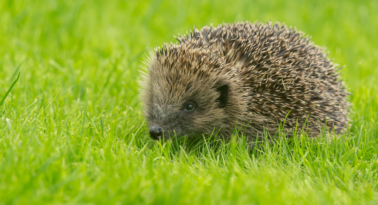 Hedgehog
