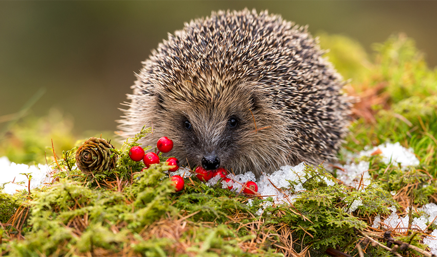 Hedgehog