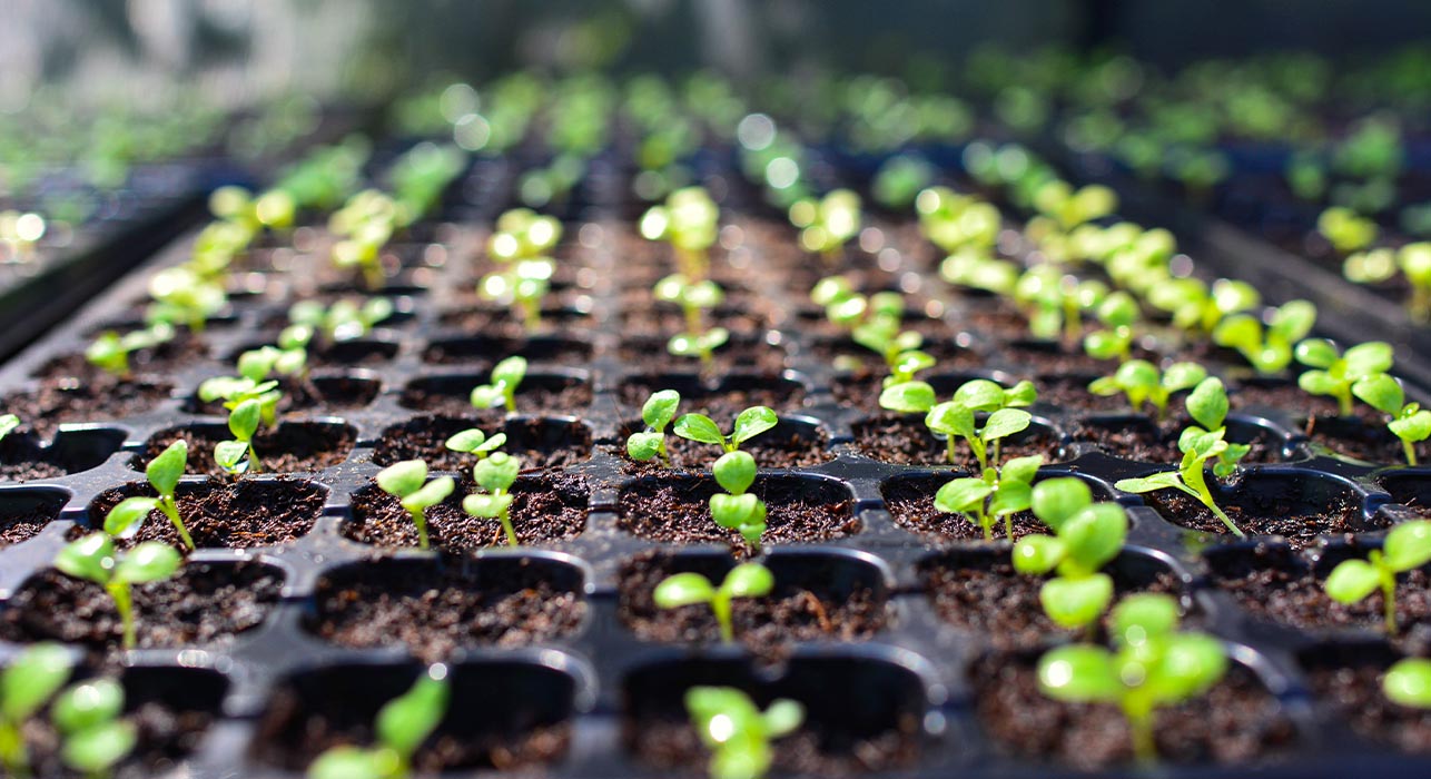 Spring Gardening