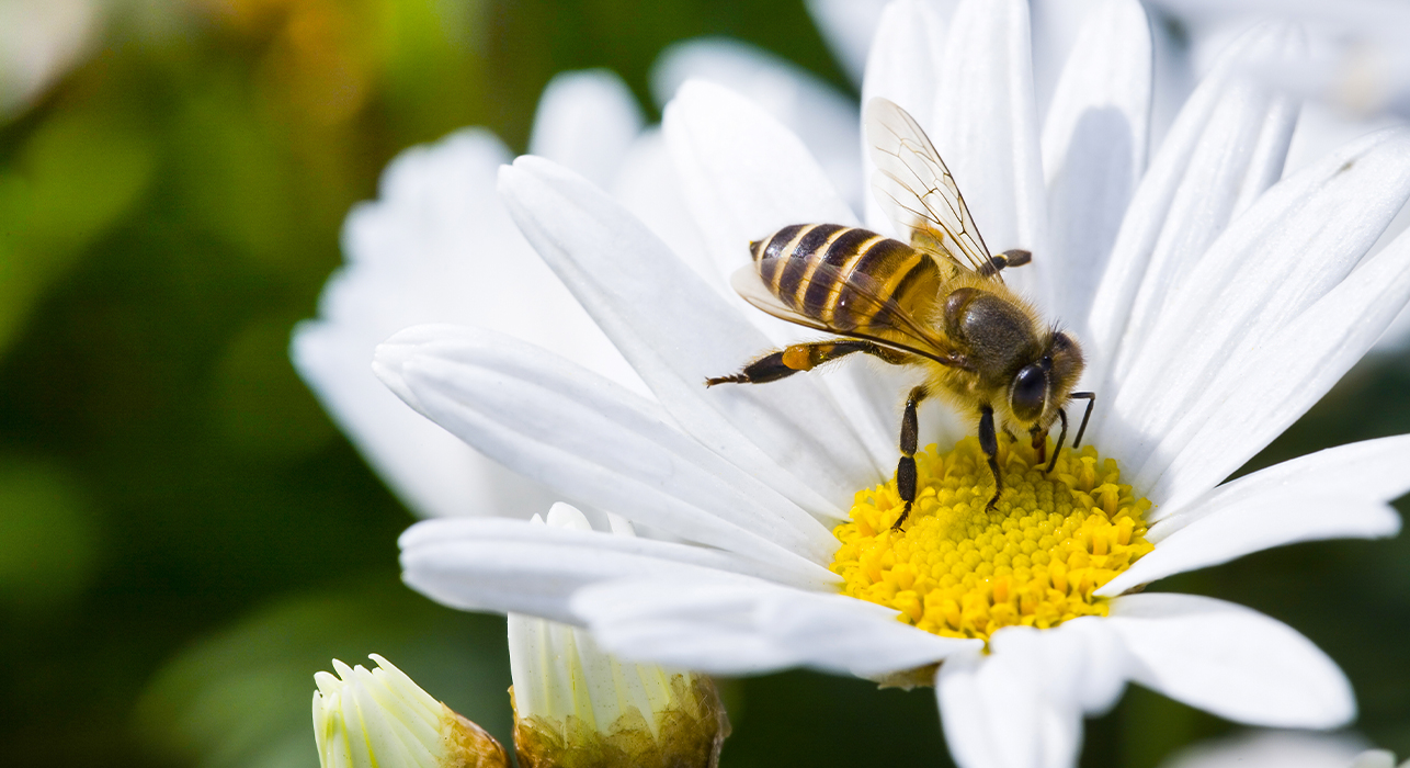 Bee