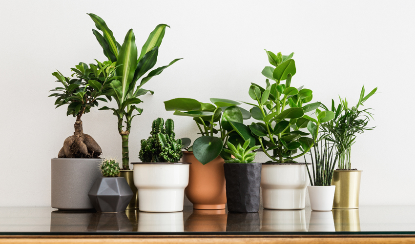 Houseplants