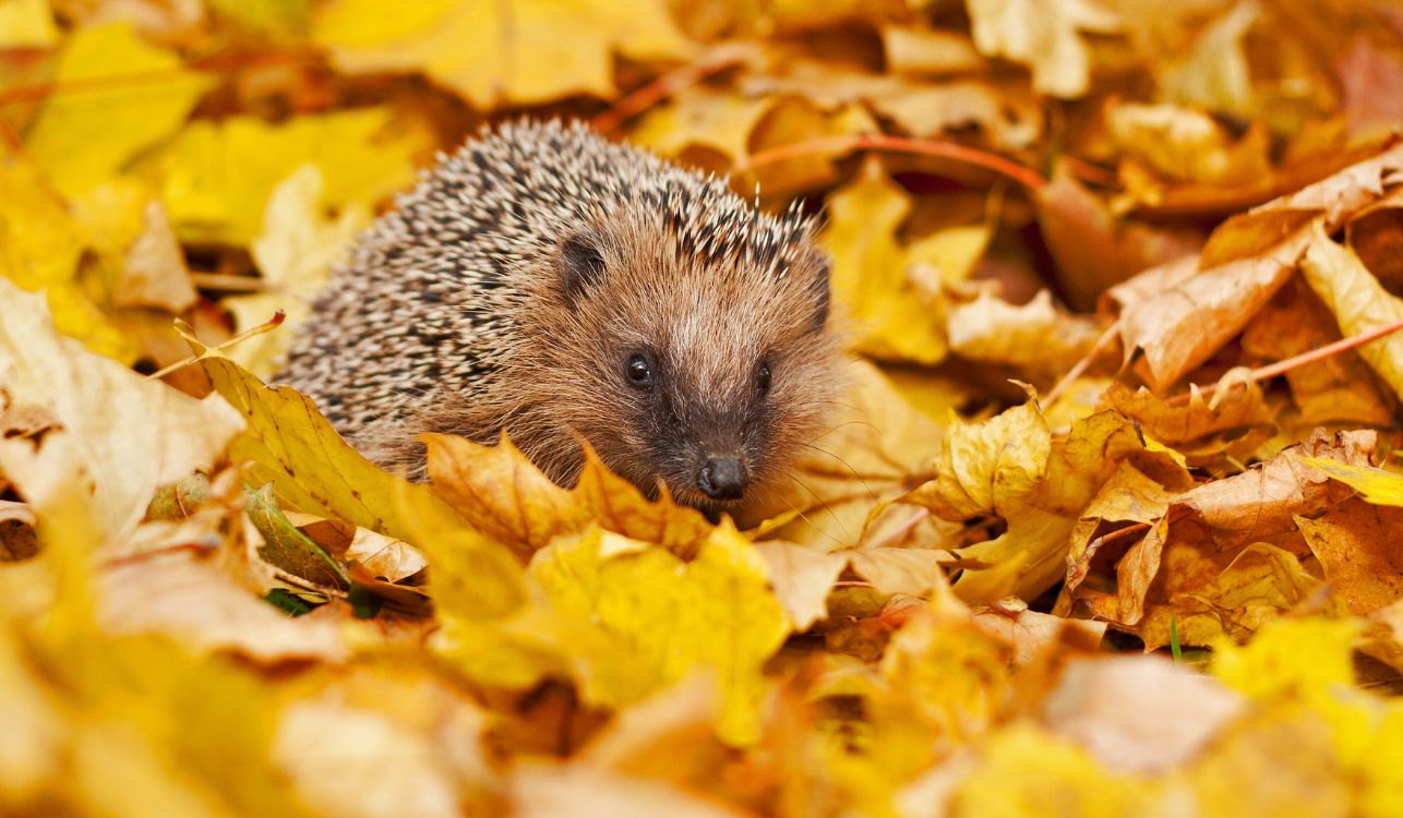 Hedgehog.